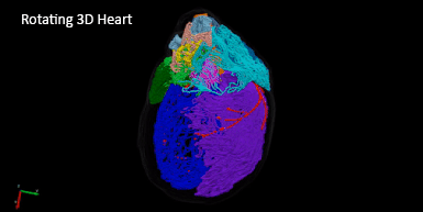 A Knife to the Heart: Mapping the Intracardiac Nervous System