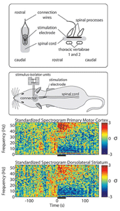 TrT  Treating a Parkinson's disease- like syndrome in rats using electrical stimulation of the spinal cord.