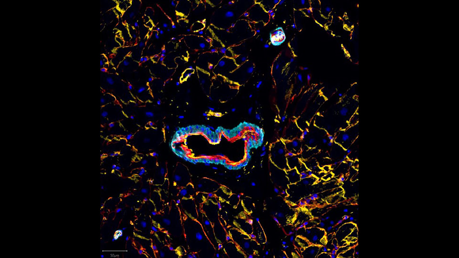 CellDIVE image of blood vessels from Drs. Liz McDonough and Fiona Ginty at GE Research