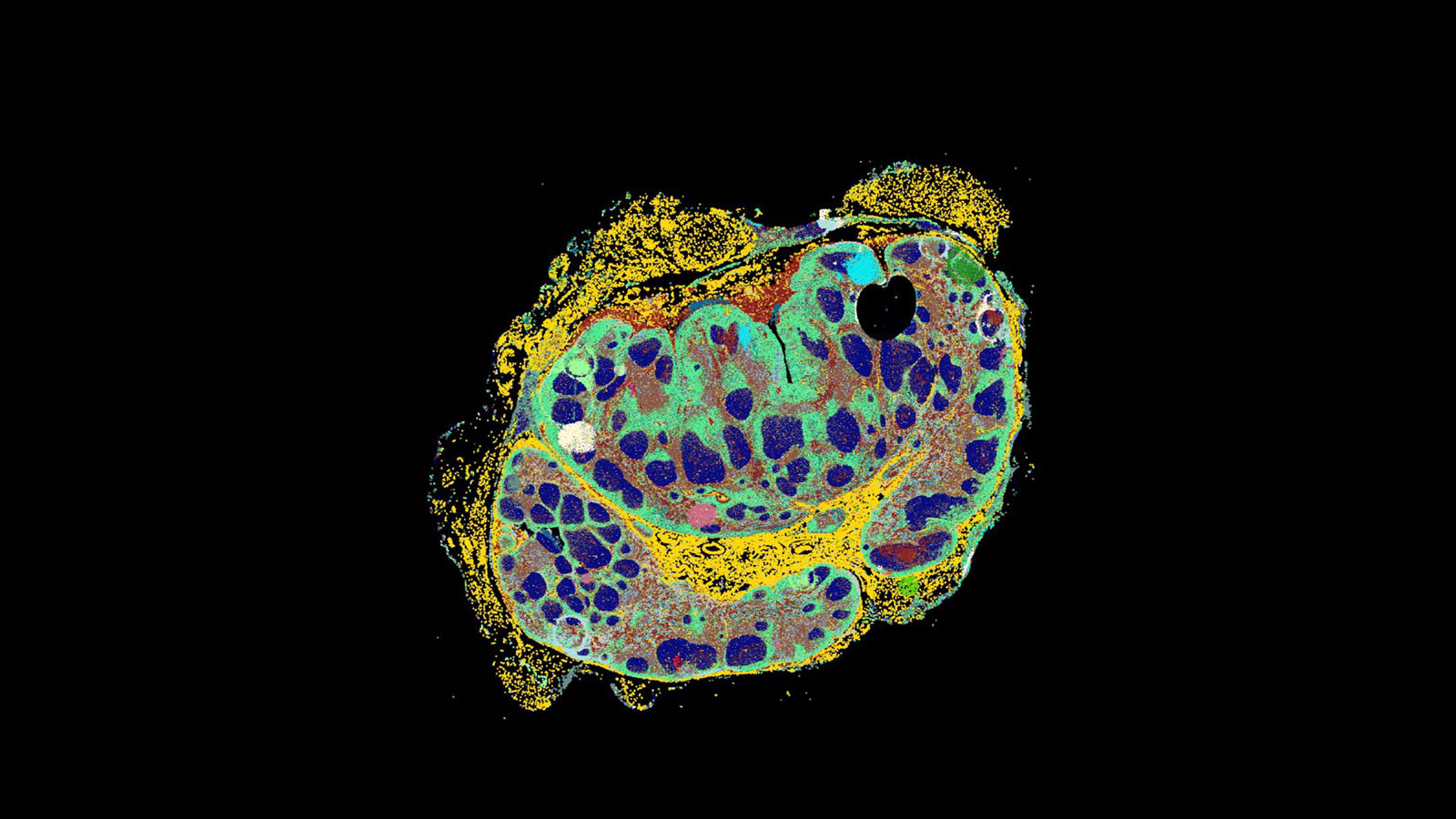 CODEX image of a lymph node from Archie Enninful at Rong Fan's lab at Yale