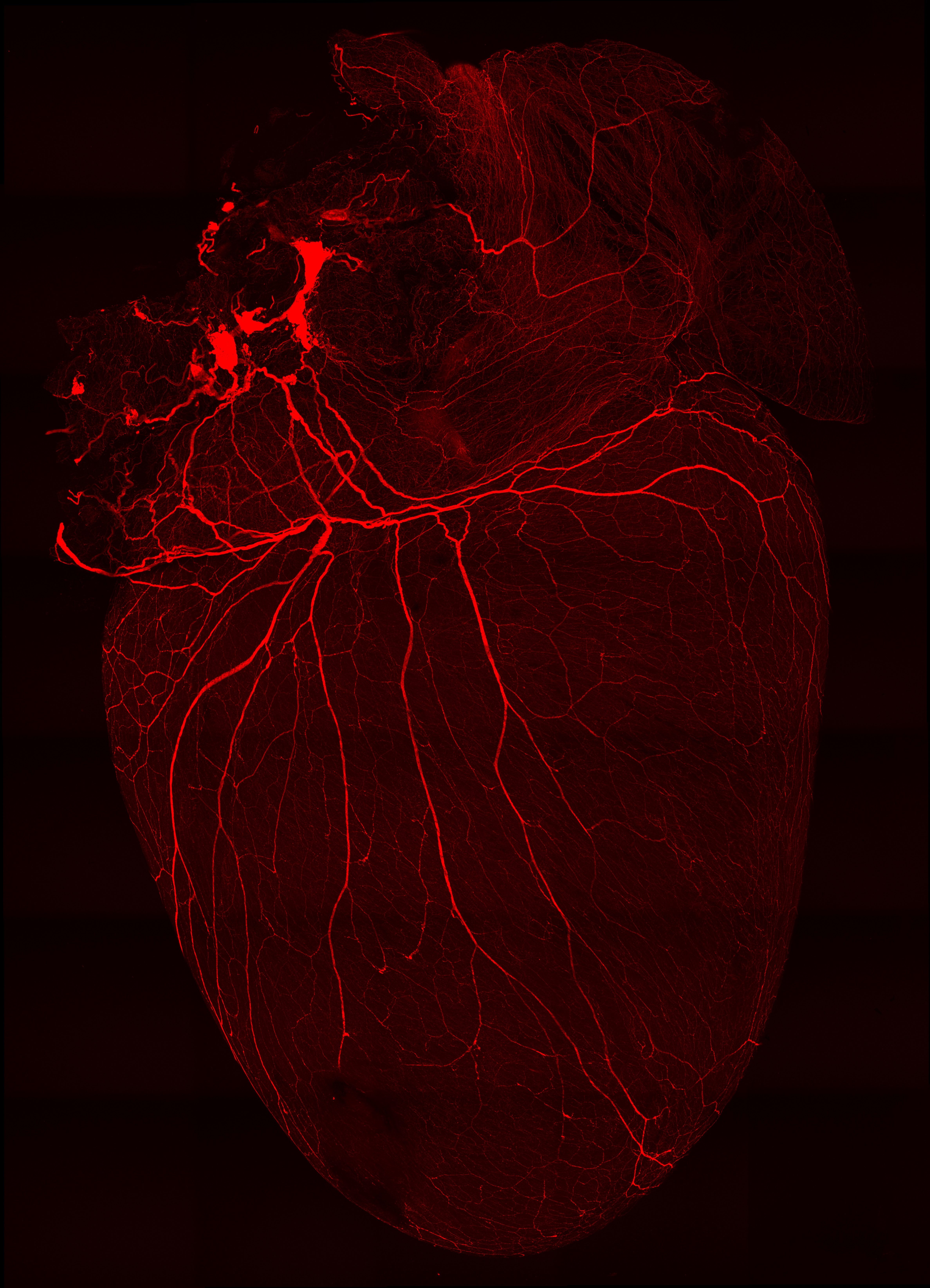 Nerves on the heart