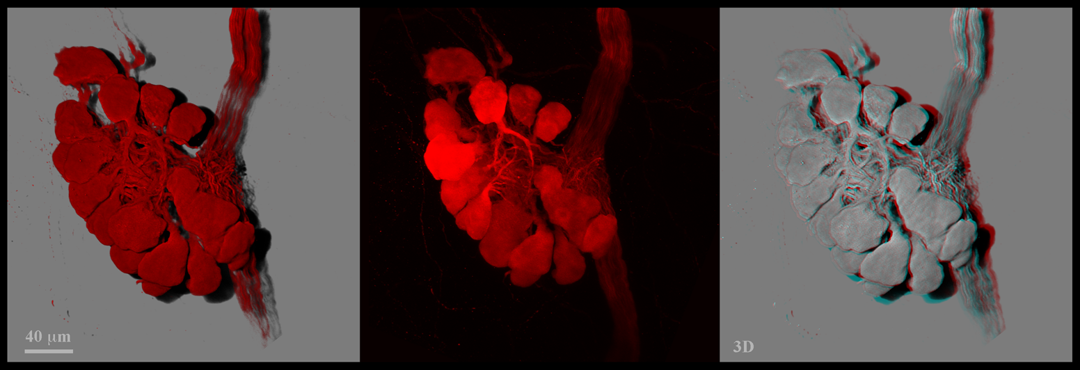 The Heart's Brain