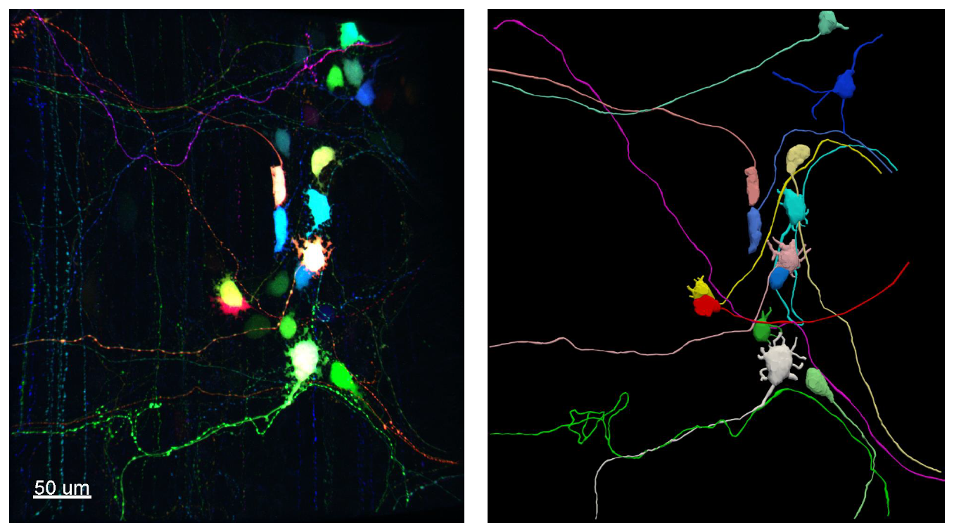 Nerve cells and fibers in a micro community of mouse colon