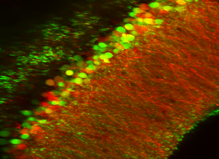 Two photons are better than one: seeing and activating electrical activity