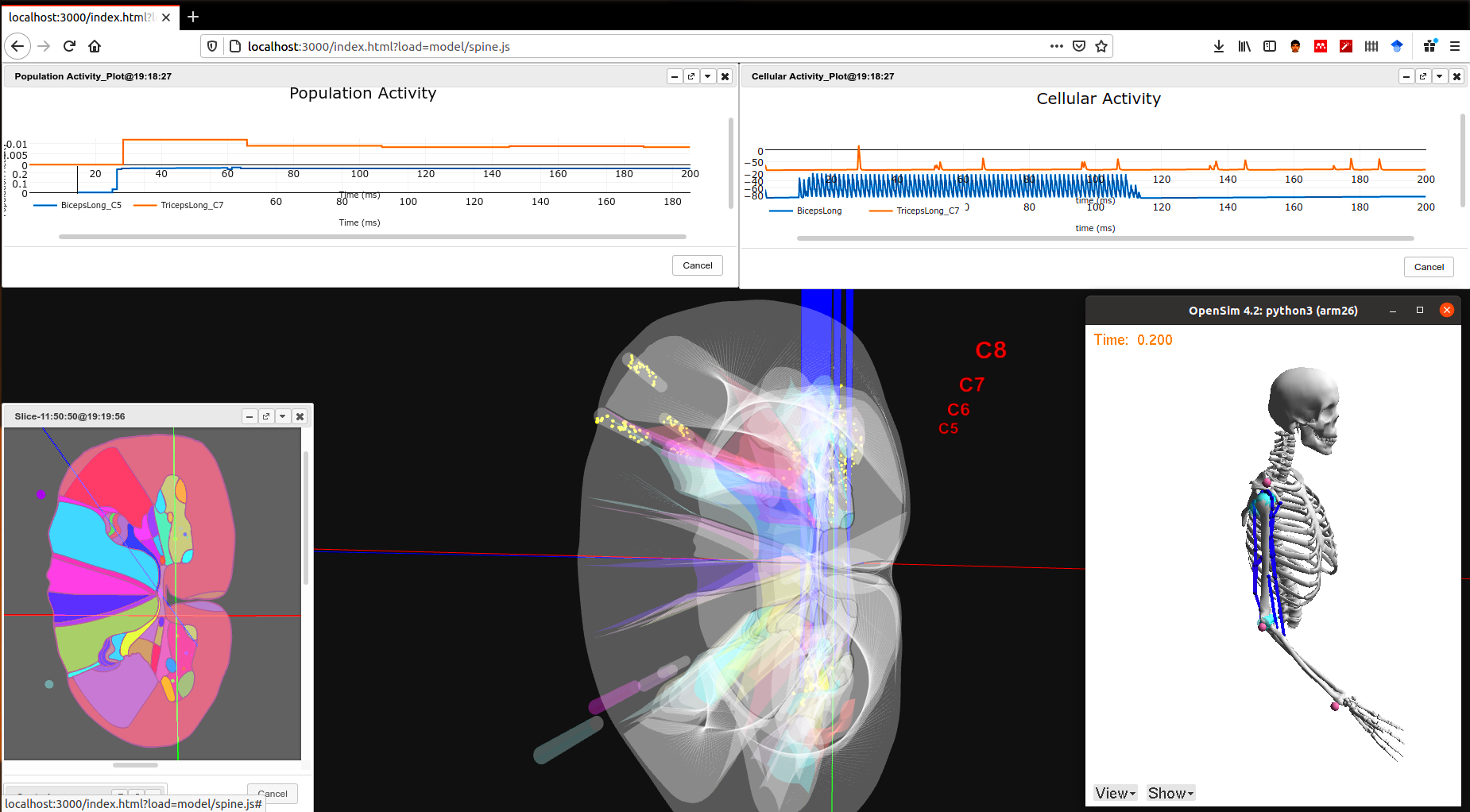 Neuromodulation - Spinal cord and musculoskeletal closed loop
