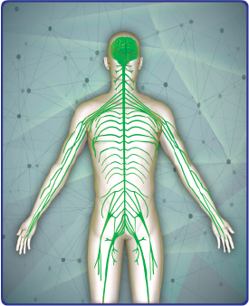 A graphic of the body and the underlying nervous system.
