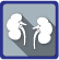Clickable icon showing an image of the kidneys.