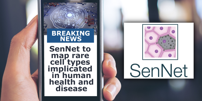 Breaking News: SenNet to map rare cell types implicated in human health and disease