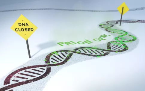 Illustration of a brown and fluorescent green DNA helix and yellow construction signs. Text reads Prion gene and DNA closed. 