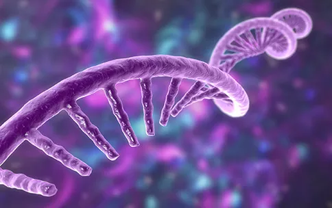 3D image of the RNA.
