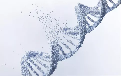 Image showing a DNA double helix breaking apart.
