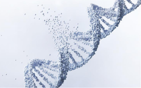 DNA organization inside the nucleus has a unique and relevant effect on susceptibility of DNA to damage induced by platinum-based chemotherapeutics. Image showing a DNA double helix breaking apart.