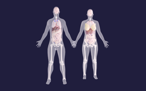 3D images of the male and female bodies