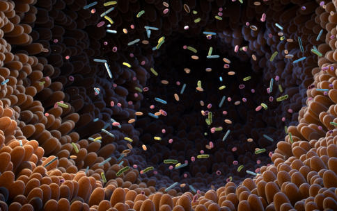 Image of Microbiome Intestinal Bacteria