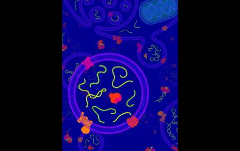 Extracellular RNA molecules associated with carriers that will transport them between cells. Luc Laurent.