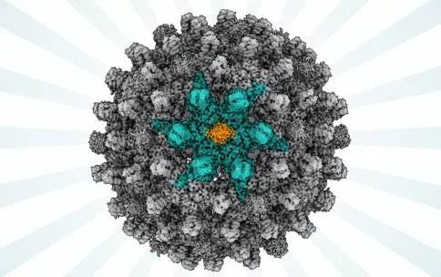 A spherical 3D molecular structure from cryogenic electron microscopy. The structure is mostly grey with teal and orange highlights. 