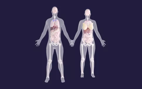 3D images of the male and female bodies
