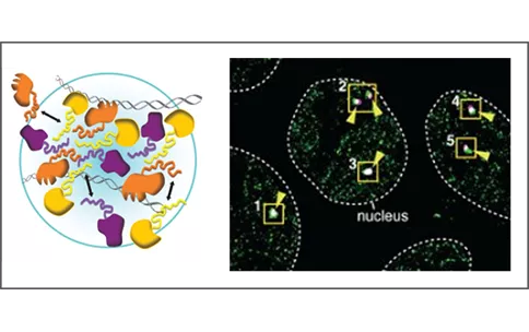 This diagram described in the image caption.