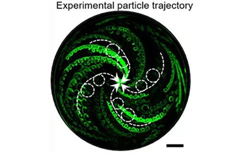 Separating Vesicles: Use the Acoustic Fluidics Force