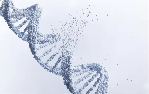Image showing a DNA double helix breaking apart.
