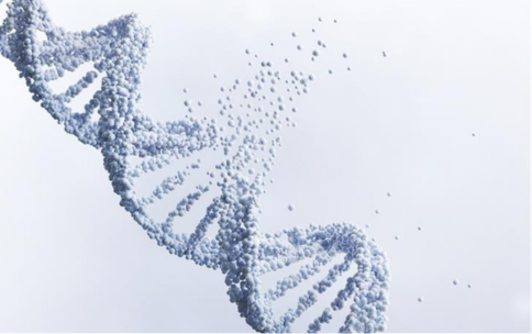 Image showing a DNA double helix breaking apart.